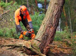 How Our Tree Care Process Works  in  Gainesville, GA